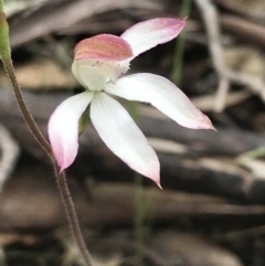 Caladenia moschata at Yaouk, NSW - suppressed