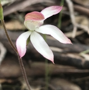 Caladenia moschata at Yaouk, NSW - suppressed