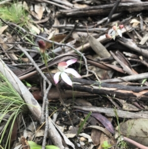 Caladenia moschata at Yaouk, NSW - suppressed