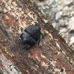 Platybrachys vidua (Eye-patterned Gum Hopper) at Scabby Range Nature Reserve - 28 Nov 2021 by Tapirlord