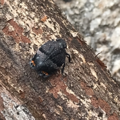 Platybrachys vidua (Eye-patterned Gum Hopper) at Scabby Range Nature Reserve - 28 Nov 2021 by Tapirlord