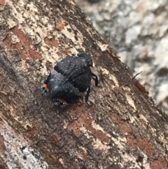 Platybrachys vidua at Yaouk, NSW - 28 Nov 2021