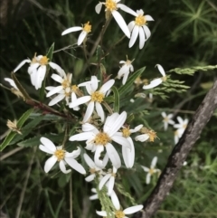Olearia erubescens (Silky Daisybush) at Scabby Range Nature Reserve - 28 Nov 2021 by Tapirlord