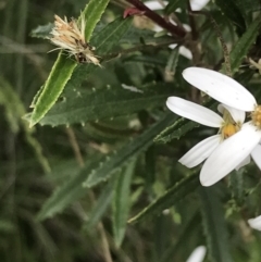 Olearia erubescens at Yaouk, NSW - 28 Nov 2021