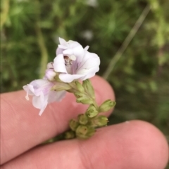Euphrasia collina subsp. paludosa at Scabby Range Nature Reserve - 28 Nov 2021 by Tapirlord