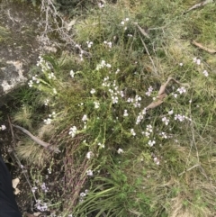Euphrasia collina subsp. paludosa at Yaouk, NSW - 28 Nov 2021