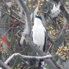 Lalage tricolor (White-winged Triller) at Lions Youth Haven - Westwood Farm A.C.T. - 6 Dec 2021 by HelenCross