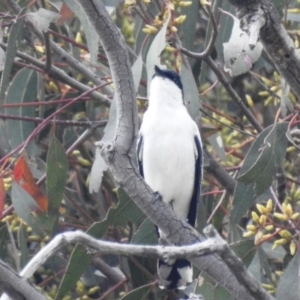 Lalage tricolor at Stromlo, ACT - 6 Dec 2021