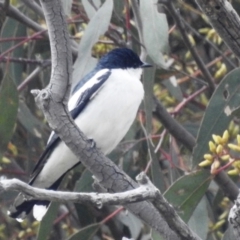 Lalage tricolor at Stromlo, ACT - suppressed