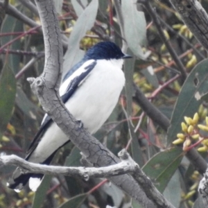 Lalage tricolor at Stromlo, ACT - 6 Dec 2021