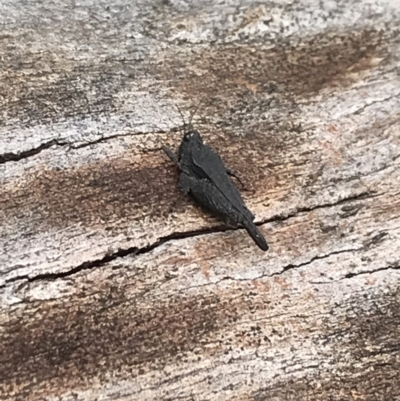 Paratettix australis (A pygmy grasshopper) at Scabby Range Nature Reserve - 28 Nov 2021 by Tapirlord