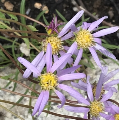 Calotis scabiosifolia var. integrifolia (Rough Burr-daisy) at Scabby Range Nature Reserve - 28 Nov 2021 by Tapirlord