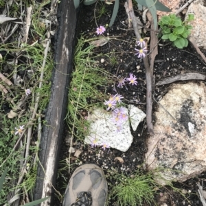 Calotis scabiosifolia var. integrifolia at Yaouk, NSW - 28 Nov 2021 11:36 AM