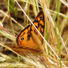 Heteronympha merope (Common Brown Butterfly) at Lions Youth Haven - Westwood Farm A.C.T. - 6 Dec 2021 by HelenCross