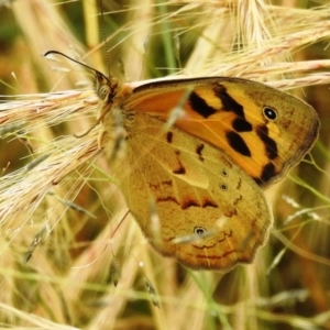 Heteronympha merope at Stromlo, ACT - suppressed