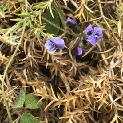 Glycine microphylla (Small-leaf Glycine) at Scabby Range Nature Reserve - 28 Nov 2021 by Tapirlord