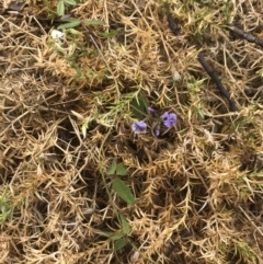 Glycine microphylla at Yaouk, NSW - 28 Nov 2021