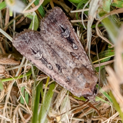 Agrotis infusa (Bogong Moth, Common Cutworm) at Kambah, ACT - 6 Dec 2021 by HelenCross