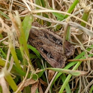 Agrotis infusa at Kambah, ACT - 6 Dec 2021