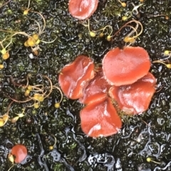 Unidentified Fungus at Yaouk, NSW - 28 Nov 2021 by Tapirlord