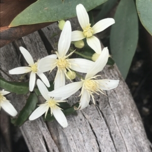 Clematis aristata at Yaouk, NSW - 28 Nov 2021