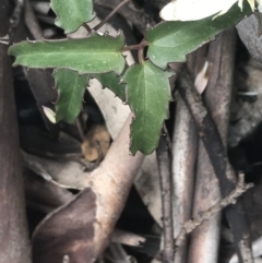 Clematis aristata at Yaouk, NSW - 28 Nov 2021