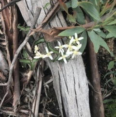 Clematis aristata at Yaouk, NSW - 28 Nov 2021