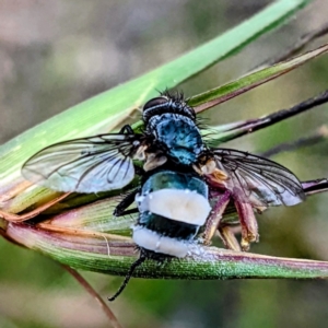 Entomophthora sp. (genus) at Stromlo, ACT - suppressed