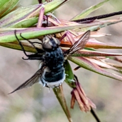 Entomophthora sp. (genus) at Stromlo, ACT - 6 Dec 2021