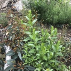 Senecio linearifolius var. latifolius at Yaouk, NSW - 28 Nov 2021 11:59 AM