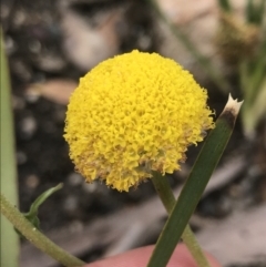 Craspedia variabilis (Common Billy Buttons) at Yaouk, NSW - 28 Nov 2021 by Tapirlord