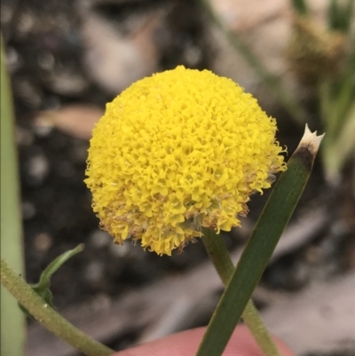 Craspedia variabilis (Common Billy Buttons) at Yaouk, NSW - 28 Nov 2021 by Tapirlord