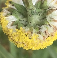 Craspedia variabilis at Yaouk, NSW - suppressed