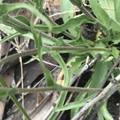 Craspedia variabilis at Yaouk, NSW - suppressed