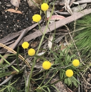 Craspedia variabilis at Yaouk, NSW - 28 Nov 2021