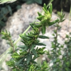 Unidentified Other Shrub (TBC) at Scabby Range Nature Reserve - 28 Nov 2021 by Tapirlord