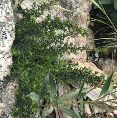 Pomaderris phylicifolia subsp. ericoides at Yaouk, NSW - 28 Nov 2021