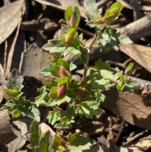 Veronica plebeia (Trailing Speedwell, Creeping Speedwell) at Fentons Creek, VIC by KL