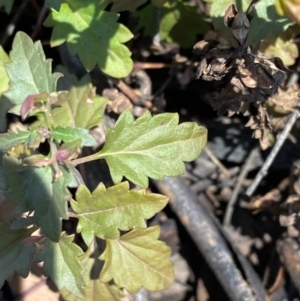 Veronica plebeia at Fentons Creek, VIC - 5 Dec 2021