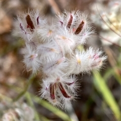 Ptilotus erubescens (Hairy Tails) at Fentons Creek, VIC - 4 Dec 2021 by KL