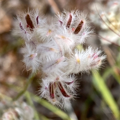 Ptilotus erubescens (Hairy Tails) at Fentons Creek, VIC - 4 Dec 2021 by KL