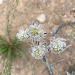 Ptilotus erubescens at suppressed - suppressed