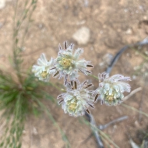 Ptilotus erubescens at suppressed - 4 Dec 2021