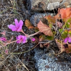 Pelargonium rodneyanum (Magenta Stork's Bill) at Suttons Dam - 4 Dec 2021 by KL