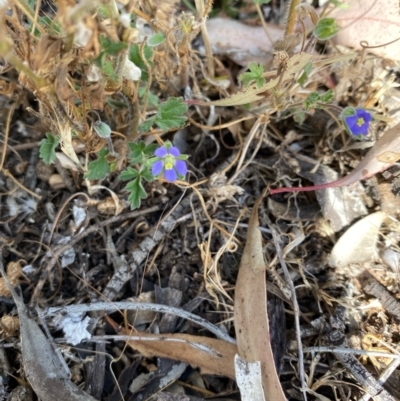 Erodium crinitum (Native Crowfoot) at Fentons Creek, VIC - 4 Dec 2021 by KL