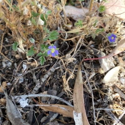 Erodium crinitum (Native Crowfoot) at Suttons Dam - 3 Dec 2021 by KL