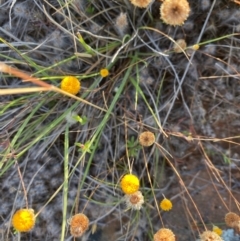 Leptorhynchos squamatus (Scaly Buttons) at Fentons Creek, VIC - 3 Dec 2021 by KL