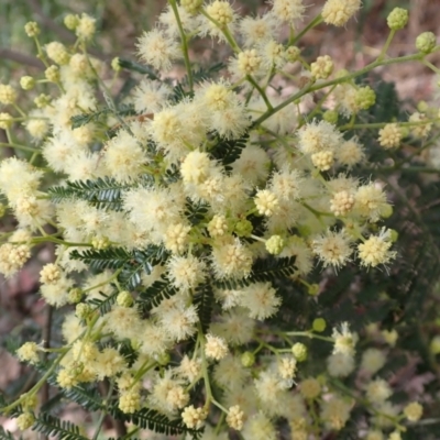 Acacia mearnsii (Black Wattle) at Aranda Bushland - 5 Dec 2021 by drakes