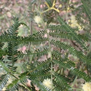 Acacia mearnsii at Cook, ACT - 6 Dec 2021