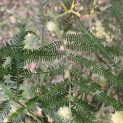 Acacia mearnsii at Cook, ACT - 6 Dec 2021